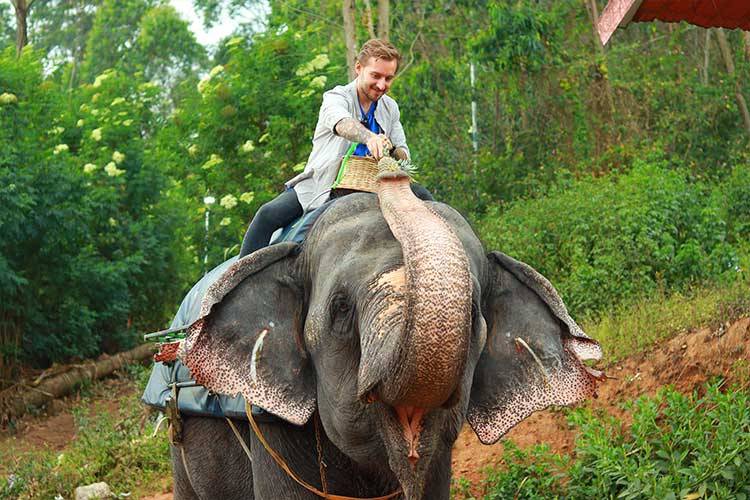 elephant park munnar